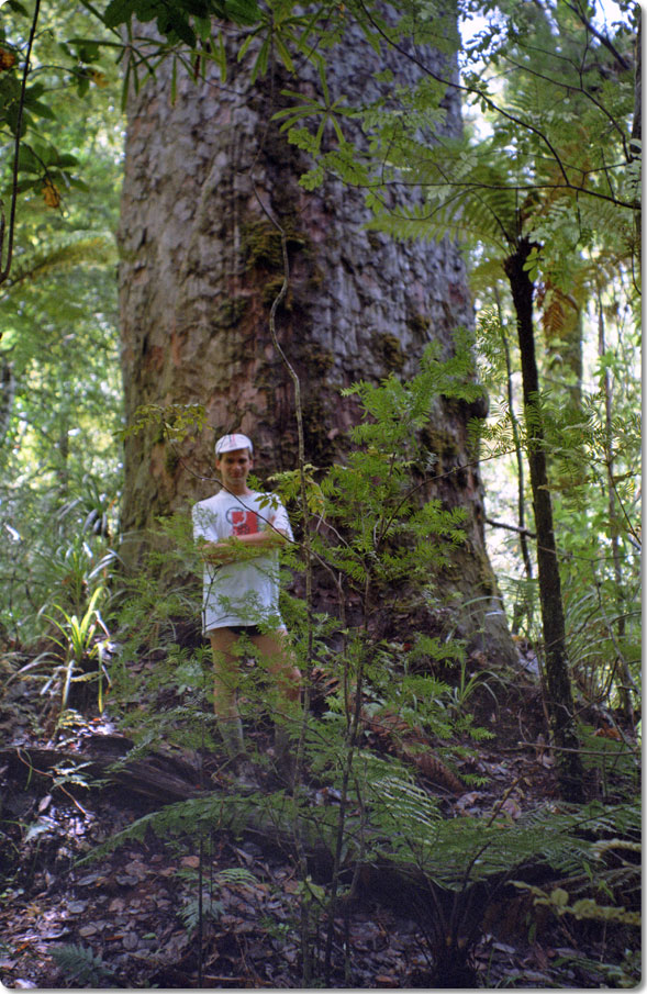 In The Magnificent Kauri Groves 