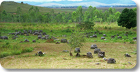 Plain of Jars