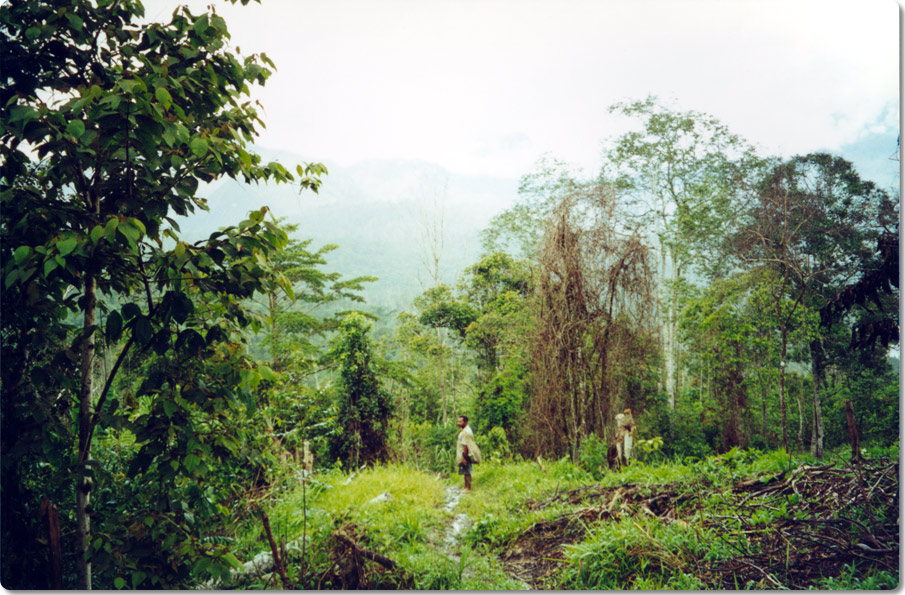 Bushwalking In The Jungle